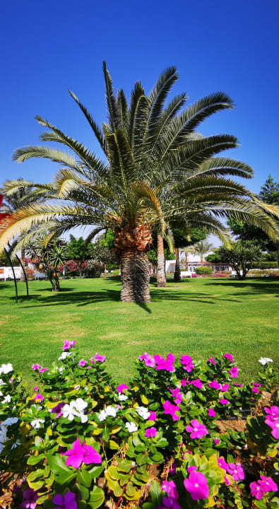 Gartenanlage Desert Rose