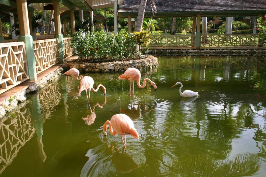 Flamin's Iberostar Waves Punta Cana