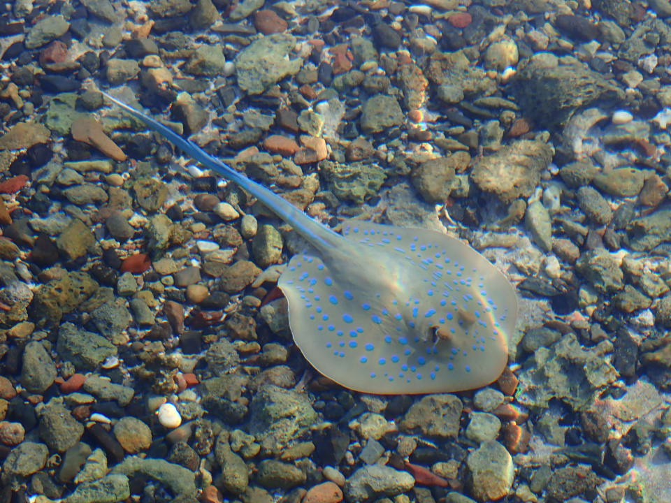 Strand Steigenberger Coraya Beach - Adults only