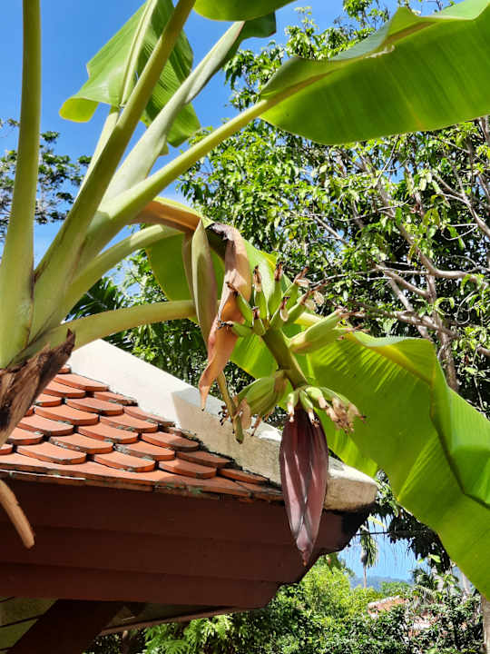 Gartenanlage Santiburi Koh Samui