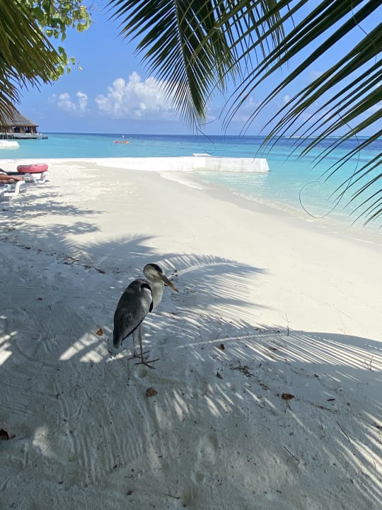 Strand Vilamendhoo Island Resort & Spa
