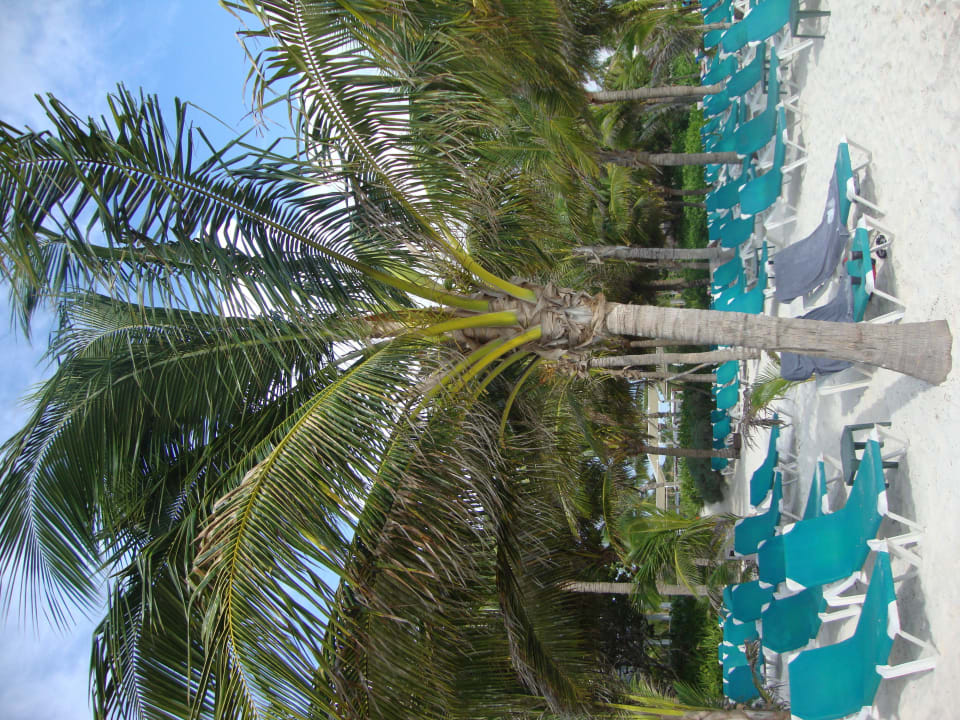 Hotel Catalonia Playa Maroma Catalonia Playa Maroma