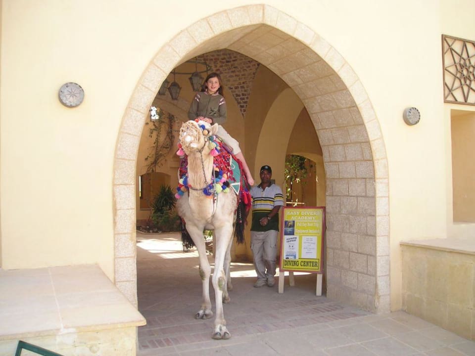 Kamelreiten durch die Anlage Three Corners Rihana Resort Deluxe