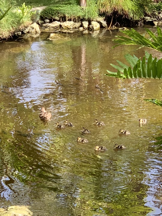 Sonstiges Hotel Grand Palladium Palace Resort, Spa & Casino