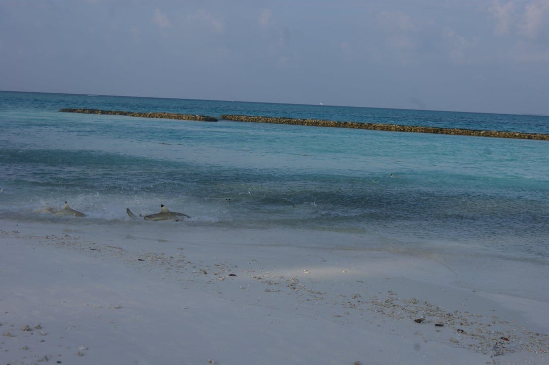 Haiangriff auf Fischschwärme Insel-Südseite Summer Island Maldives