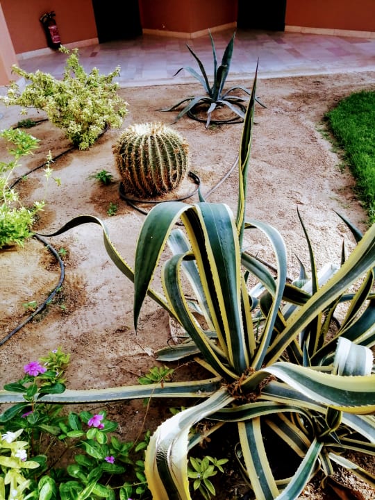 Gartenanlage Club Paradisio El Gouna, Red Sea