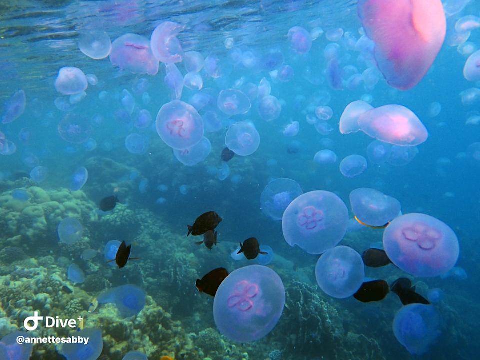 Sonstiges Three Corners Equinox Beach Resort