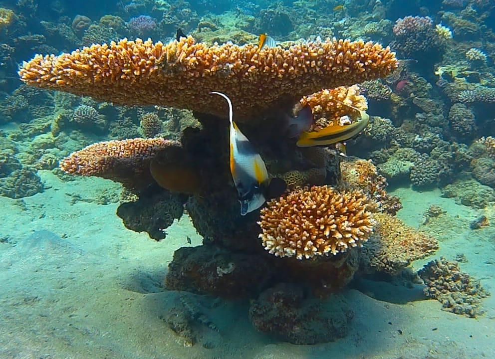 Sport & Freizeit Shams Alam Beach Resort