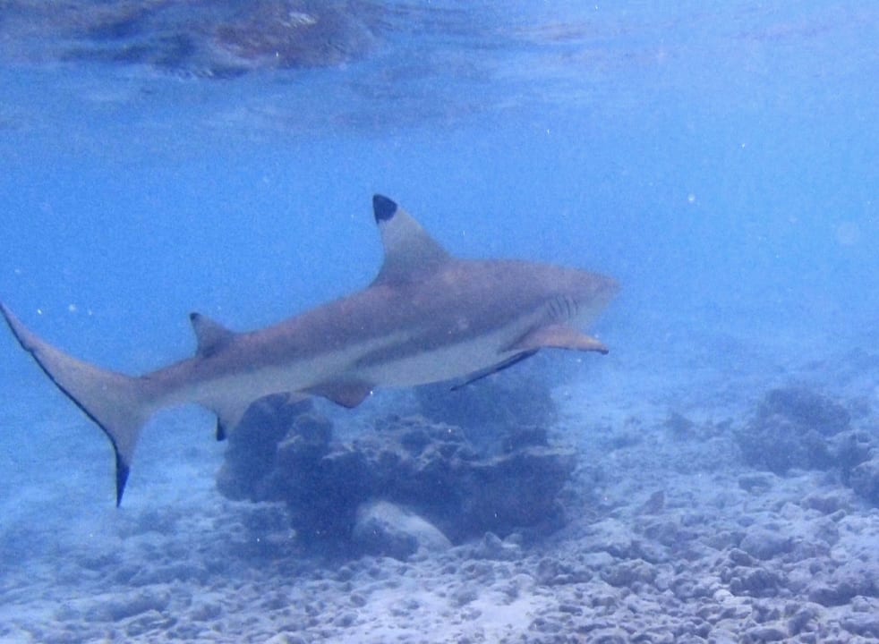 Strand Kuramathi Maldives