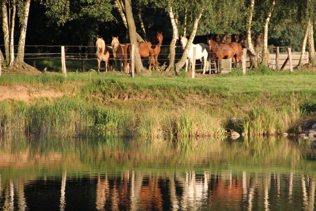Pferde am See in der Parkanlage Landhotel Borstel-Treff