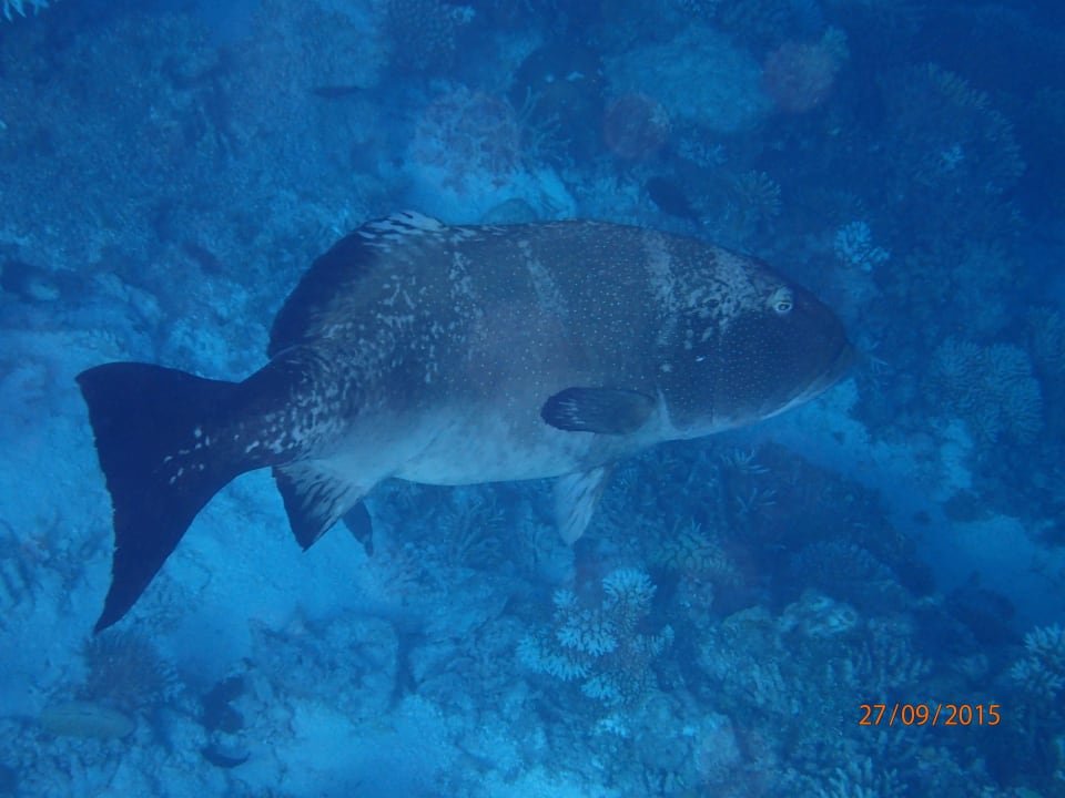 Malabazackenbarsch ROBINSON MALDIVES