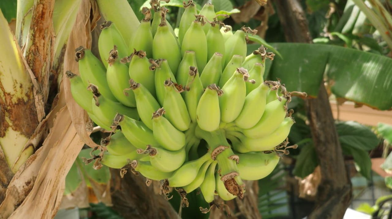 Bananen im Garten JA Beach Hotel