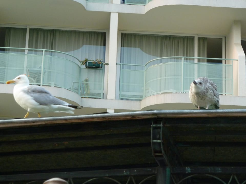 Kleine Geier DAS Club Hotel Sunny Beach