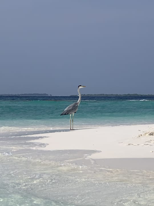 Strand Adaaran Select Meedhupparu Island Resort - Premium All Inclusive