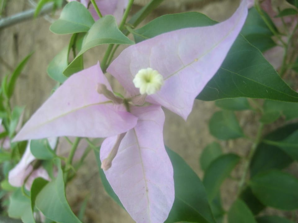 Blume Hotel Grand Palladium Palace Resort, Spa & Casino