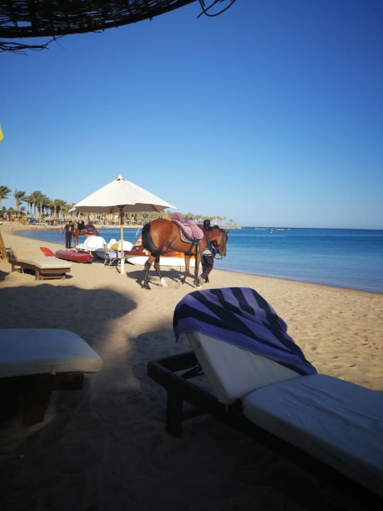 Strand Palm Royale Resort - Soma Bay