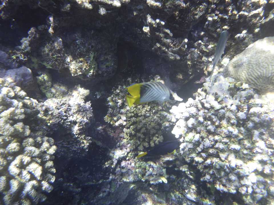 Strand Sentido Reef Oasis Suakin