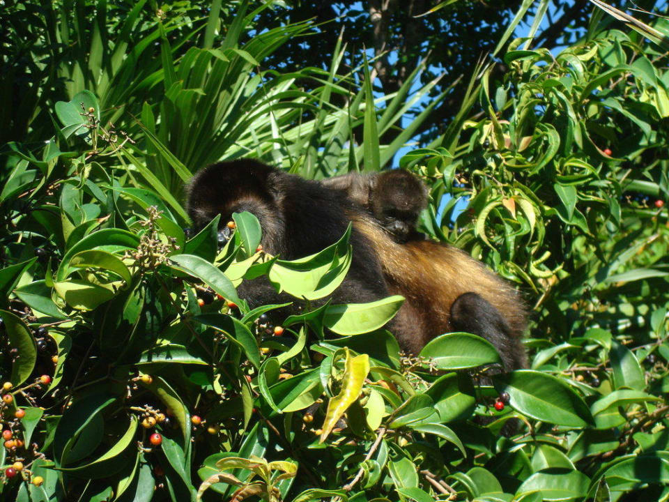 Brüllaffen mit Nachwuchs in  der Hotelanlage Iberostar Waves Tucan