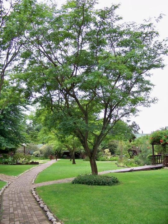 Rechts und links geht es zu den anderen Hütten Hotel Tsitsikamma Lodge