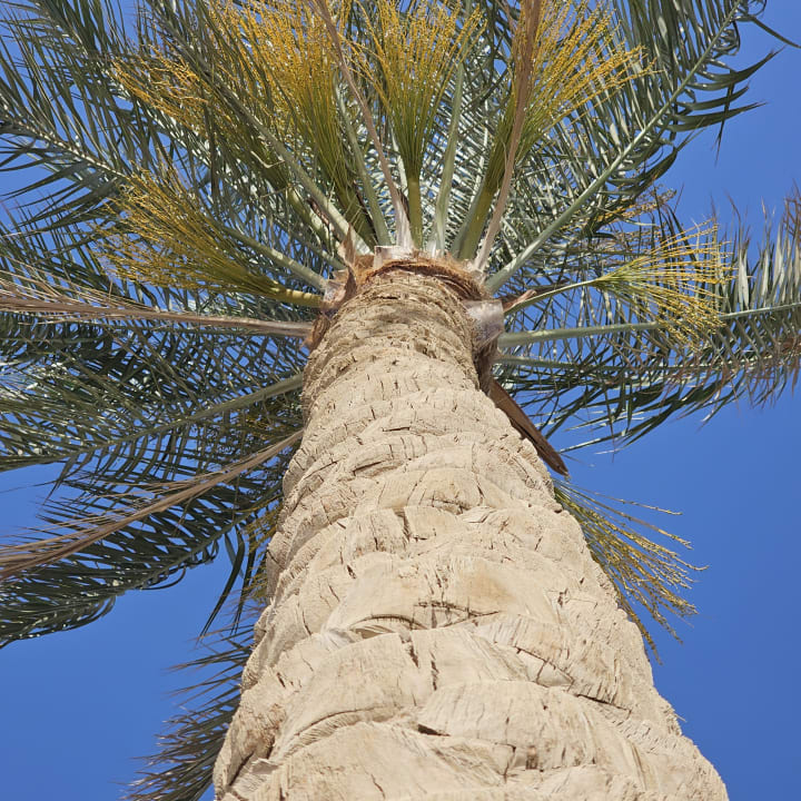 Gartenanlage Continental Hotel Hurghada