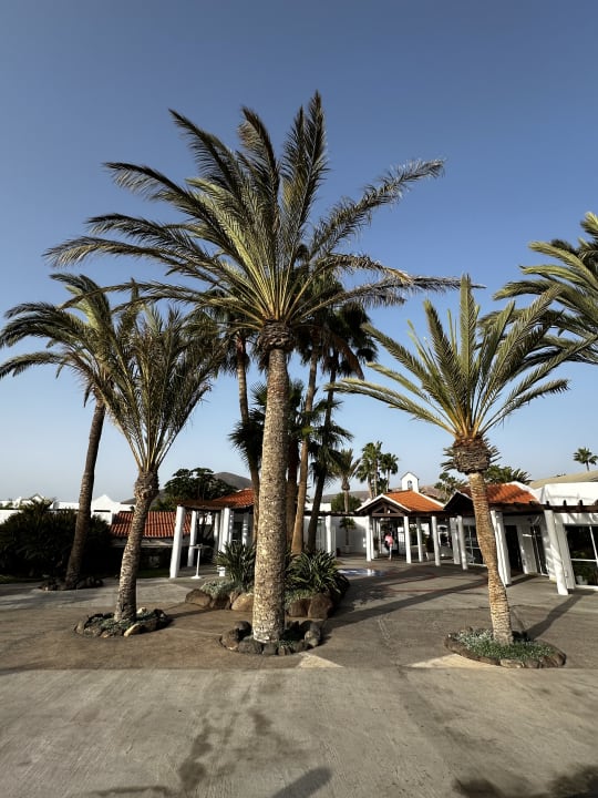Gartenanlage ROBINSON ESQUINZO PLAYA
