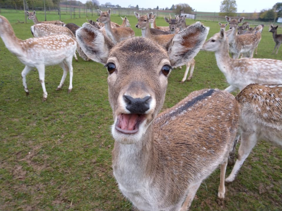 Sonstiges Ferienhof Grieshof