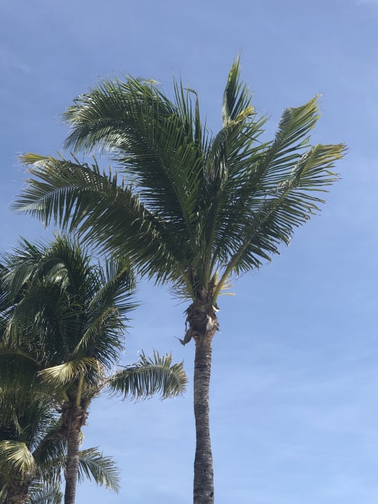 Sonstiges Hotel Riu Playacar