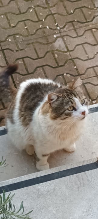 Sonstiges Özlem Garden Hotel