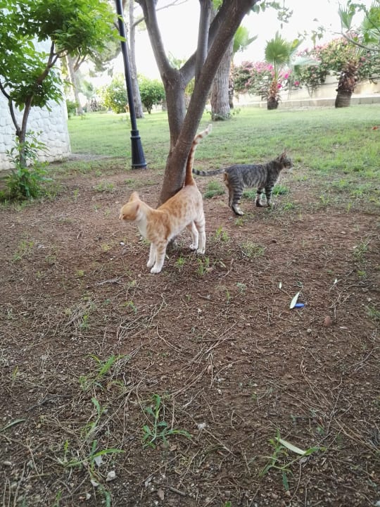 Gartenanlage Acapulco Beach Club & Resort