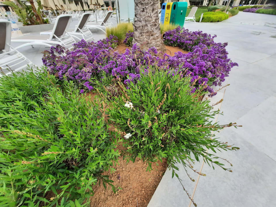 Gartenanlage Hipotels Gran Playa De Palma