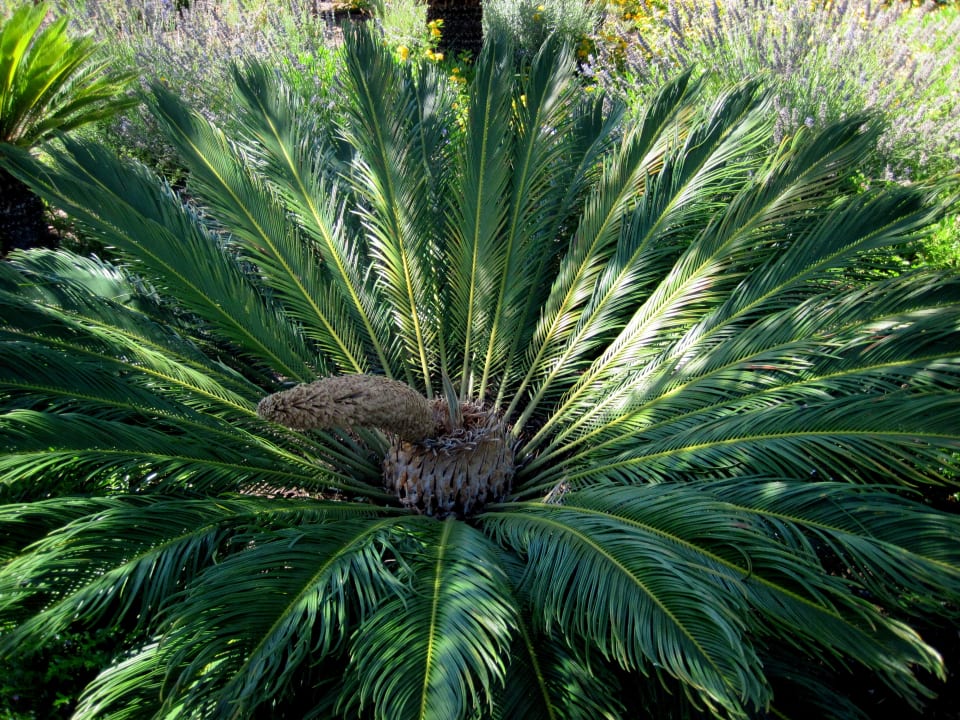 Planzen ROBINSON QUINTA DA RIA