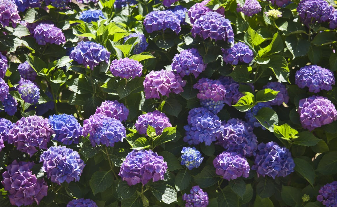 Gartenanlage Villa Oriana Relais