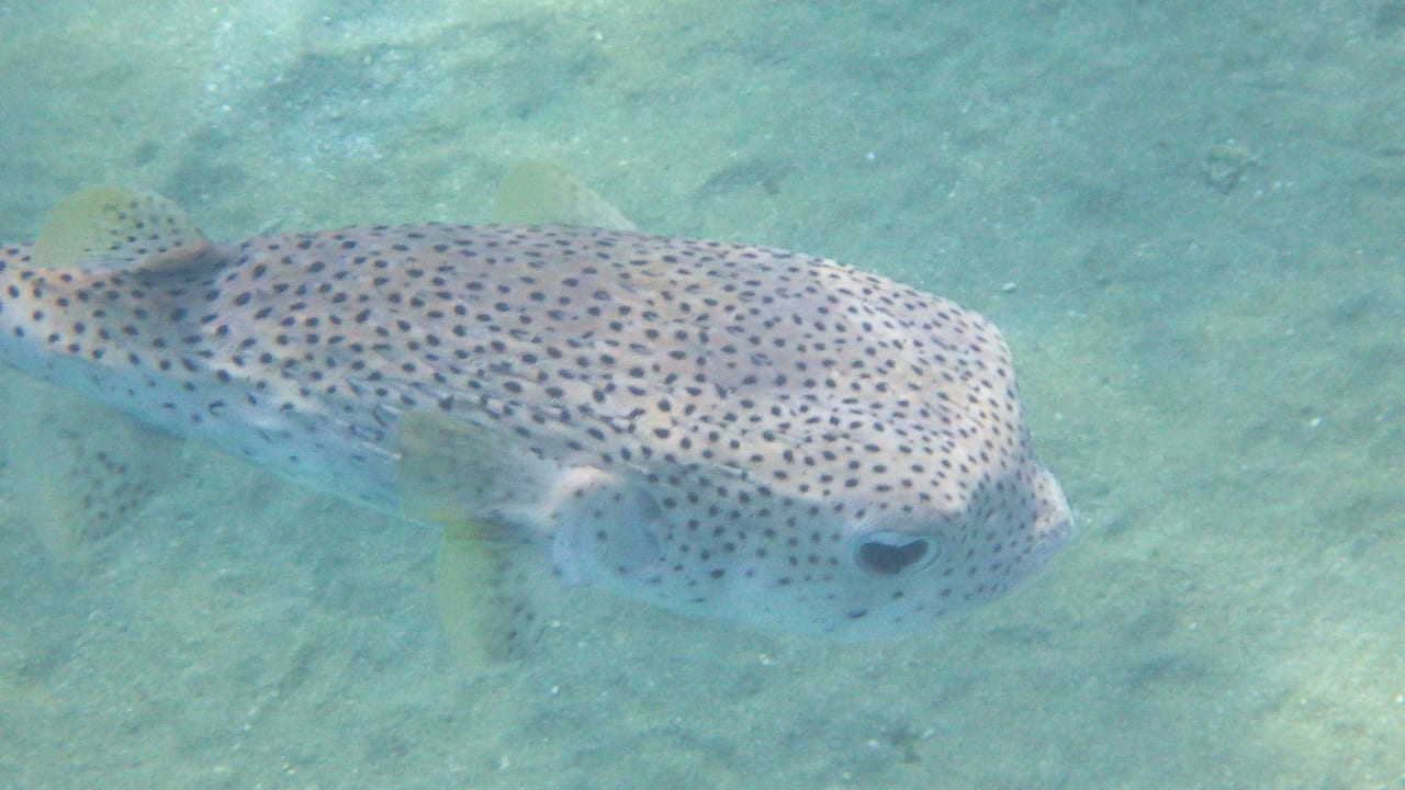 Sport & Freizeit Hotel Gorgonia Beach Resort