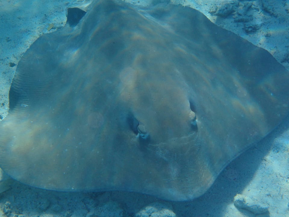 Besuch zur Fischfütterung am Kai Summer Island Maldives
