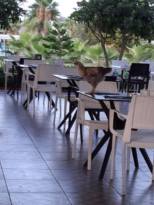 Gastro Sultan of Dreams Hotel & Spa