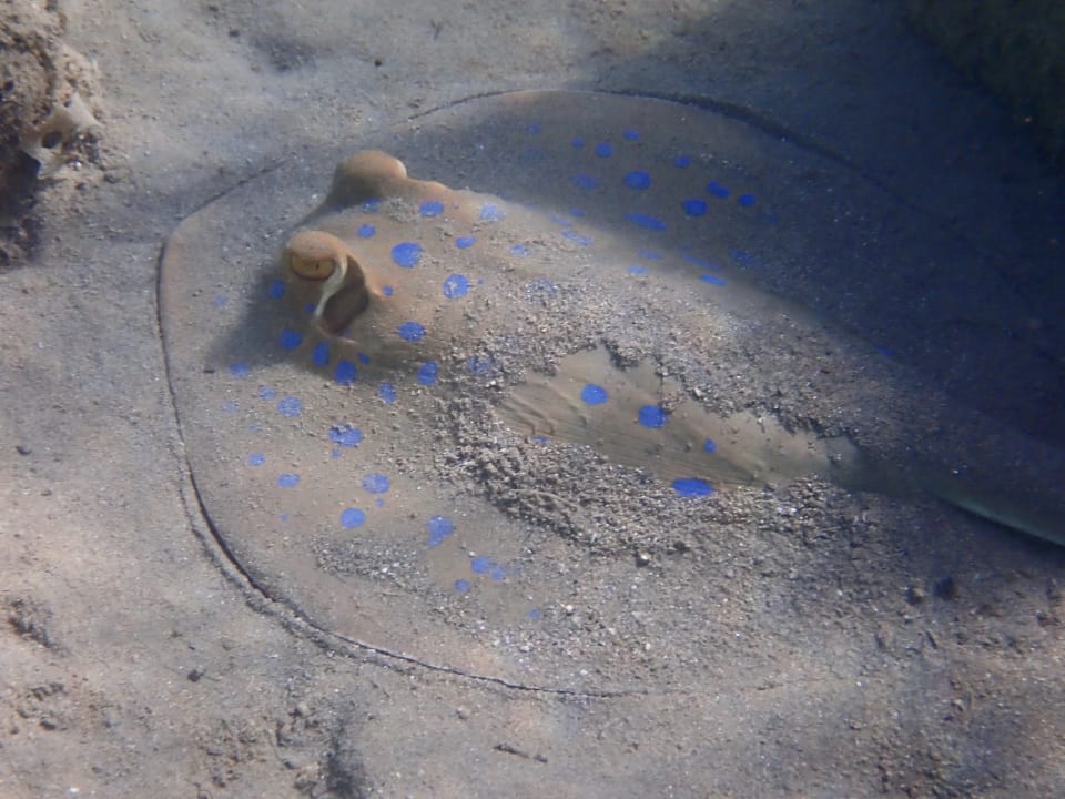 Sport & Freizeit Steigenberger Coraya Beach - Adults only