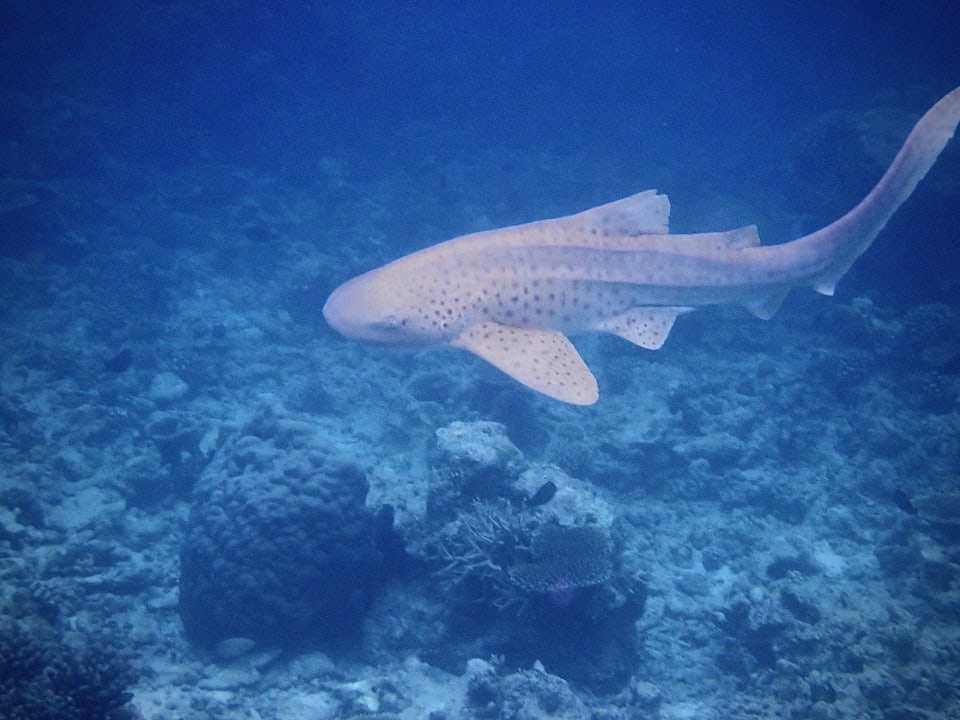 Sport & Freizeit Mirihi Island Resort