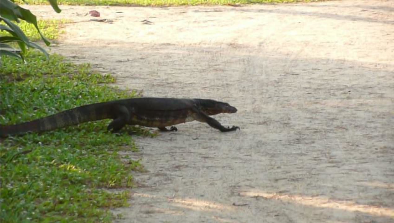 Eimalig, unser Mitbewohner unter der Villa    Moracea by Khao Lak Resort