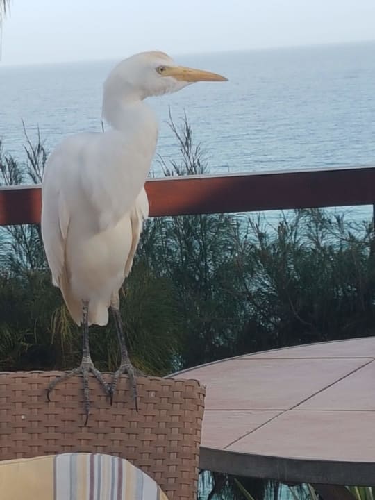 Sonstiges Marina Playa Suite Hotel