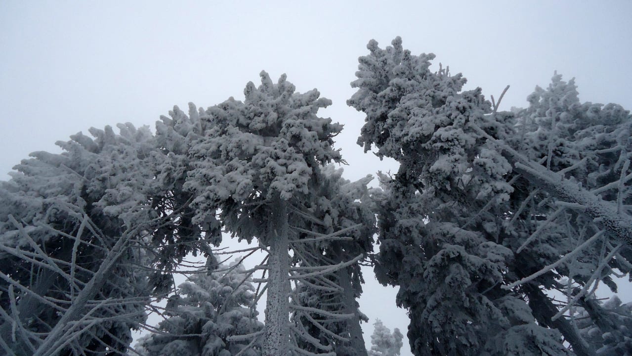 Schöner Winterwald, direkt vor der Haustür Aparthotel Oberhof