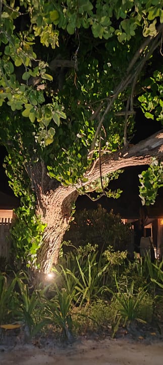 Gartenanlage Kuredu Island Resort & Spa