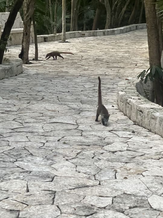 Gartenanlage Catalonia Royal Tulum Beach & Spa Resort - Adults only