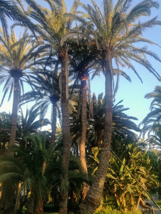 Gartenanlage Hotel Riu Palace Oasis