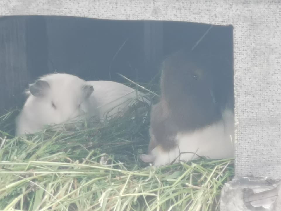 Gartenanlage Ferienhof Stiefel| Allgäu-Urlaub |