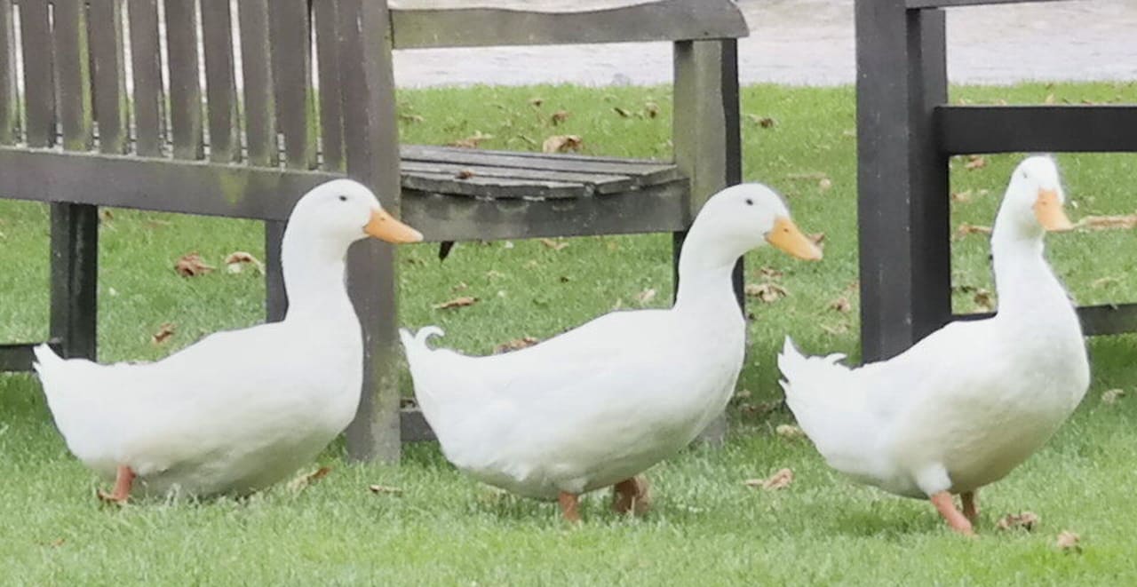 Lecker Ferien & Pferdehof Gut Klein Nienhagen
