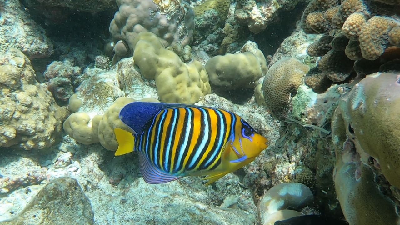 Sport & Freizeit NH Collection Maldives Reethi Resort