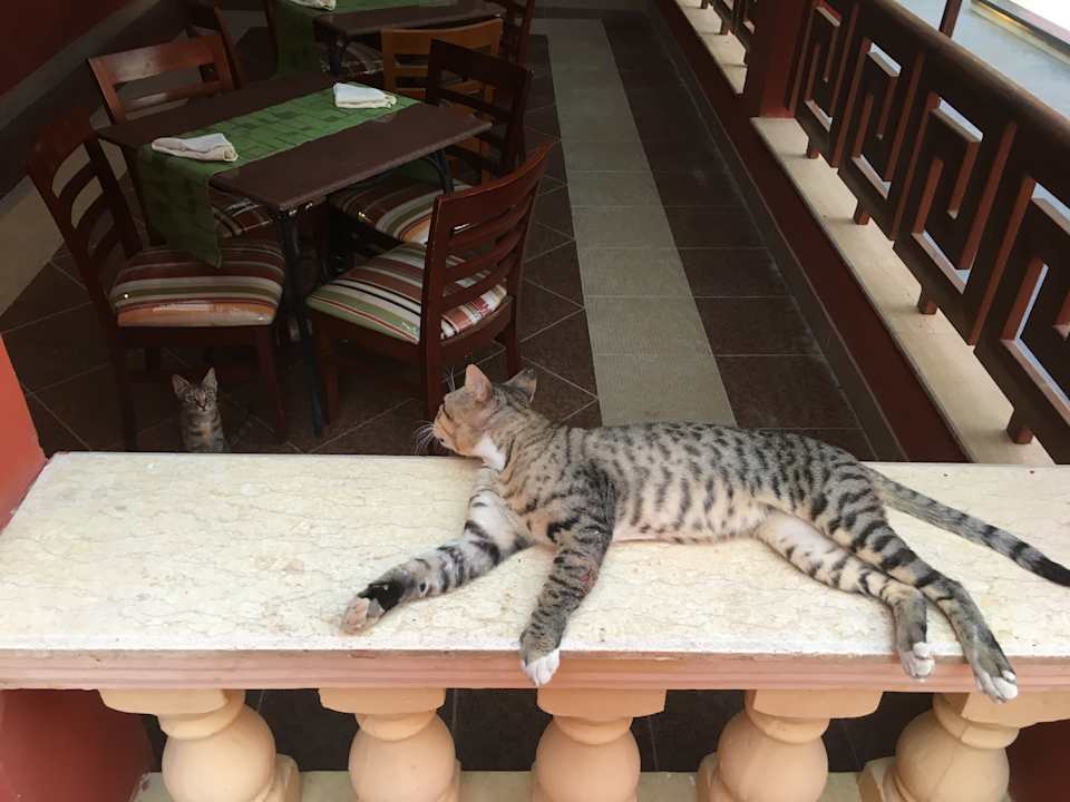 Sonstiges Pickalbatros Alf Leila Wa Leila Resort - Neverland Hurghada