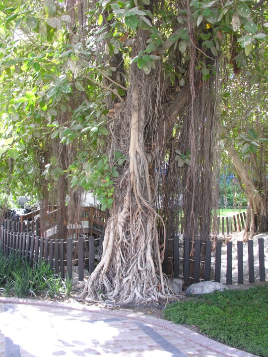 Wunderschöner Baum mit Wurzeln Sheraton Jumeirah Beach Resort