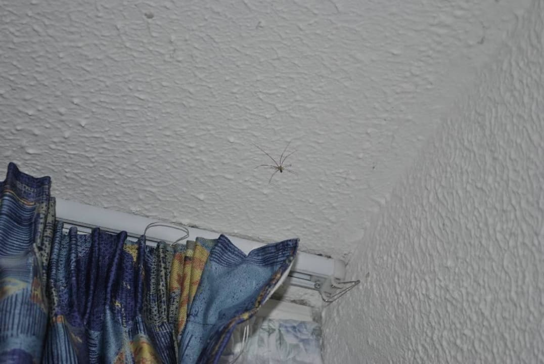 Dreckiges Zimmer überall Spinnen Centro Vacanze La Limonaia