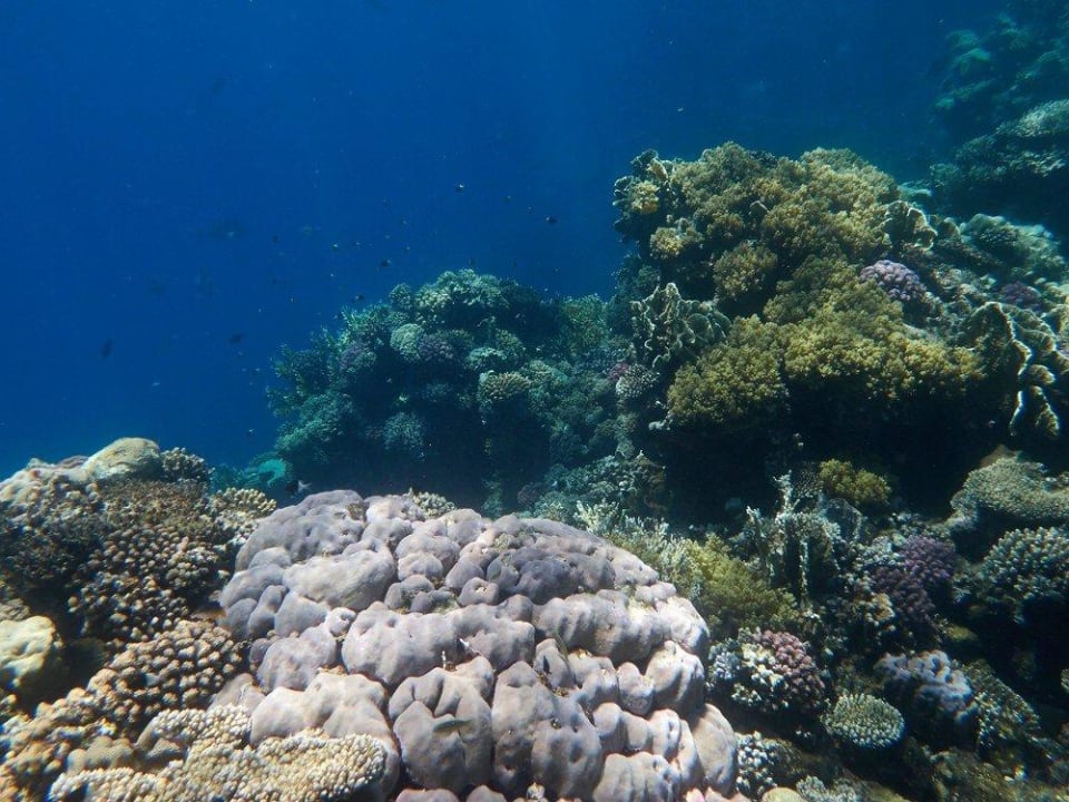 Schnorcheln am Hausriff Malikia Resort Abu Dabbab